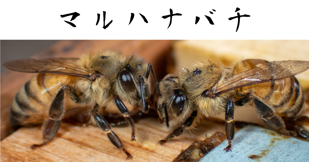 マルハナバチ